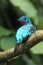 Spangled cotinga