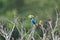 Spangled Cotinga