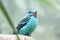 Spangled Cotinga bird