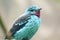 Spangled Cotinga bird