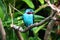 Spangled cotinga blue tropical bird Cotinga cayana