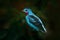 Spangled Cotinga, Cotinga cayana, exotic rare tropic bird in the nature habitat, dark green forest, Amazon, Brazil. Wildlife scene