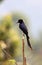 Spangled drongo