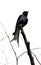 Spangled drongo