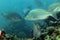 Spangled emperor (lethrinus nebulosus) in the Red Sea.