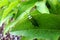 Spaniard fly beetle on a green leaf