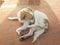 Spaniel breton dog