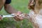 Spaniel claw grooming dog nails in nature. on a green background. Cut your dog nails