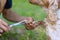 Spaniel claw grooming dog nails in nature. on a green background. Cut your dog nails