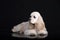 spaniel cream fawn- white color in black