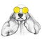 Spaniel dog head hand drawn illustration. Doggy in yellow sunglasses, isolated