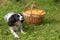 Spaniel dog lying and yawning near the wicker basket with mushrooms