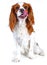 Spaniel dog puppy on white. Funny and cute cavalier king charles spaniel dog puppy on isolated white studio background