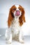 Spaniel dog puppy on white. Funny and cute cavalier king charles spaniel dog puppy on white studio background