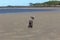 Spaniel Dog on the Sand