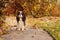 spaniel dog sitting under marple tree on the ground full of dried leaves