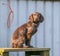 Spaniel dog sitting on wooden step