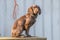 Spaniel dog sitting on wooden step