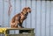 Spaniel dog sitting on wooden step