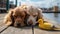spaniel dog sleep on promenade in the port between fishing boats, sunny day, Thessaloniki port