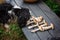 Spaniel dog smells fresh wild mushrooms on wooden bench