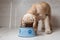 Spaniel eating dog food from his bowl