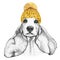 Spaniel with gold knitted hat and scarf. Hand drawn illustration of dressed dog