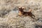 Spaniel in hunting