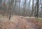 Spaniel hunting dog running in autumn forest
