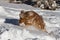 Spaniel jumping in deep snow