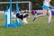 Spaniel jumping over hurdles in agility trial
