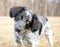 A Spaniel x Pointer mixed breed dog listening with a head tilt