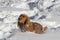 Spaniel sitting in the snow