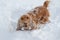 Spaniel in the snow