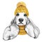 Spaniel with yellow knitted hat and scarf. Hand drawn illustration of dressed dog