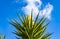 Spanish bayonet tree Latin name Yucca aloifolia flowers