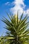 Spanish bayonet tree Latin name Yucca aloifolia flowers