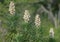 Spanish bayonet Yucca aloifolia growing in 4 height levels, Individual blooms are six-parted, bell-shaped and droop downward; st