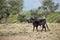 Spanish black young bull in paddock. Andalusia, Spain