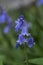 Spanish bluebell