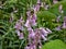 Spanish bluebell (Endymion hispanicus or Scilla hispanica) flowering with pale pink pendulous bell