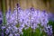 Spanish bluebell flowers, a species of Hyacinthoides, blooming and blossoming in a field or botanical garden outside
