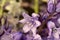 Spanish Bluebell Purple Floret 01