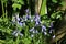 Spanish bluebells endymion hispanicus in sunlight