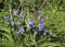 Spanish bluebells, hyacinthoides hispanica