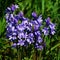 Spanish Bluebells - Hyacinthoides-hispanica