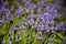 Spanish Bluebells, Hyacinthoides hispanica, in Spring