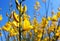 Spanish Broom blossom, weaver`s broom, Spartium junceum