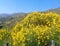 Spanish Broom Spartium junceum Blooming Beside the Highway