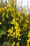 Spanish broom or weaver`s broom bloom